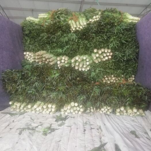 东台市红叶莴笋  江苏东台红叶香莴苣大量上市中！