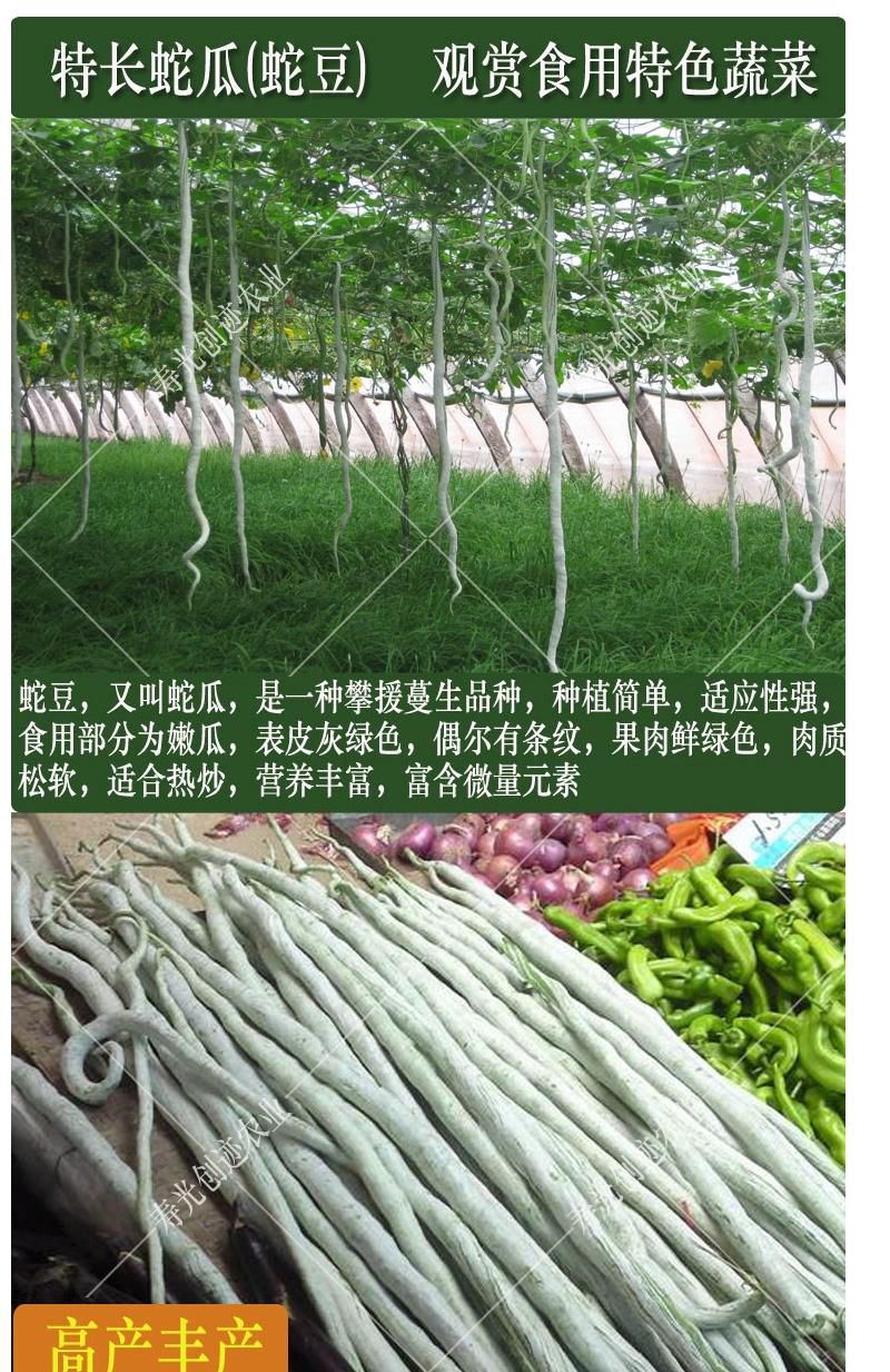 蛇瓜 特长蛇豆种子