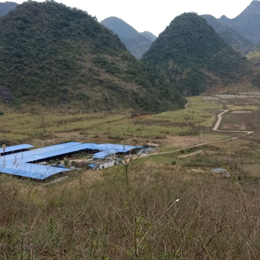马山县厂房 本场地高山泉水资源丰富，交通便捷