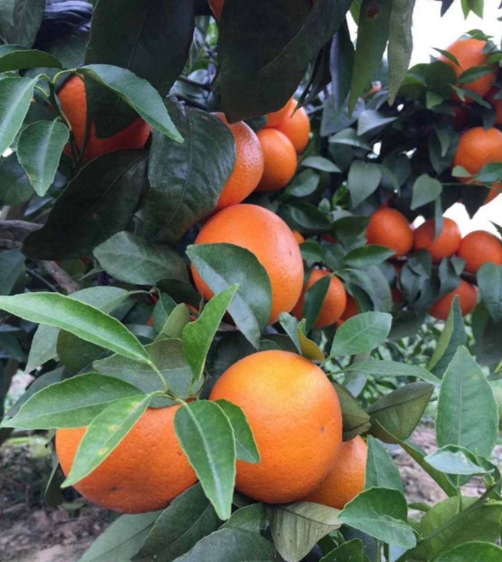 沃柑 6.5 - 7cm 3两以上 