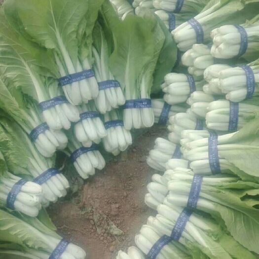 曹县夏妃青梗菜 上海青