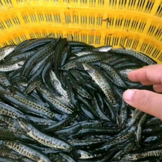 黑鱼苗， 支持送货上门，货到付款量大从优，四川，云南，贵州