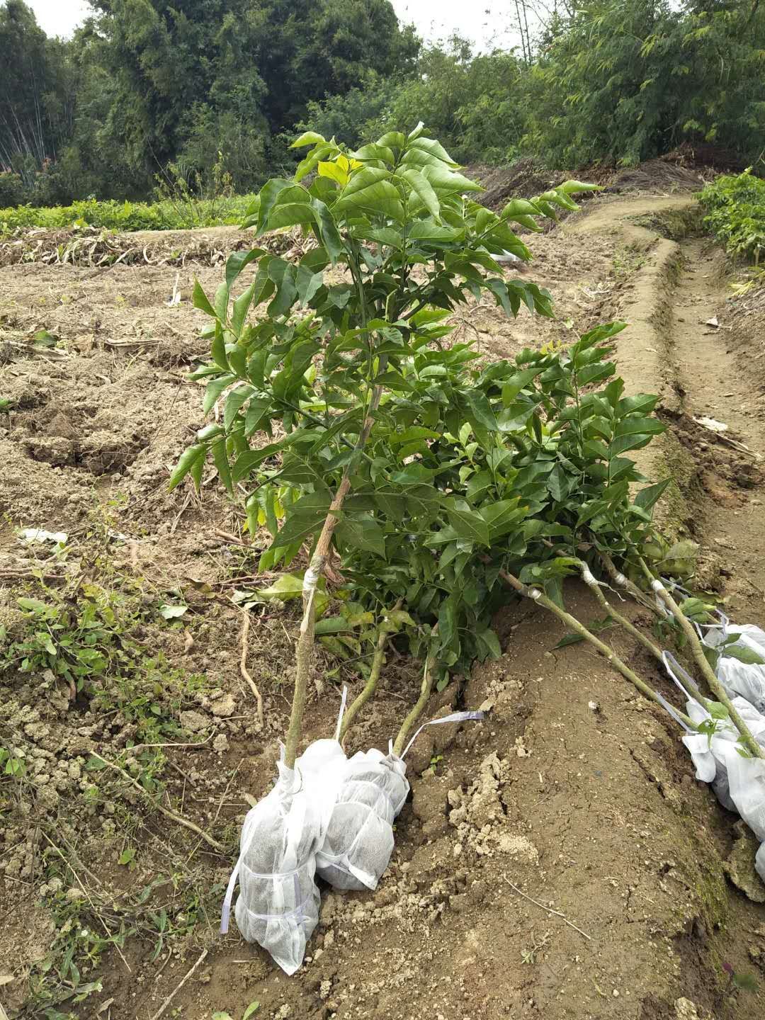鸡心黄皮苗广西玉林 易种植好管理产量高果大清甜