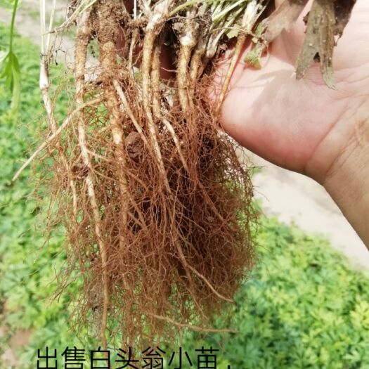 凤城市白头翁 