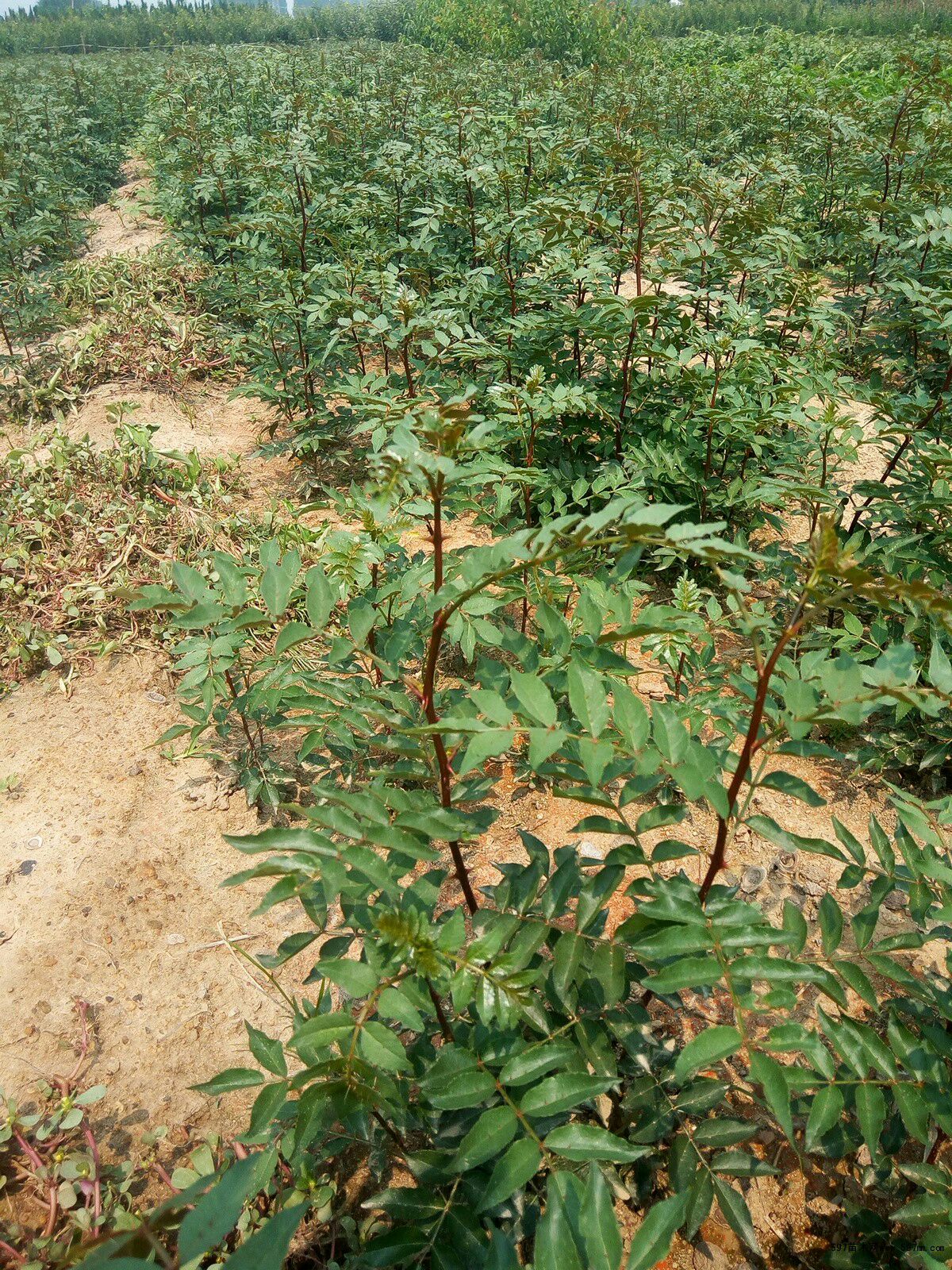 种子种苗  花椒苗  ⑴园地选择  花椒植株较小,根系分布浅,适应性强