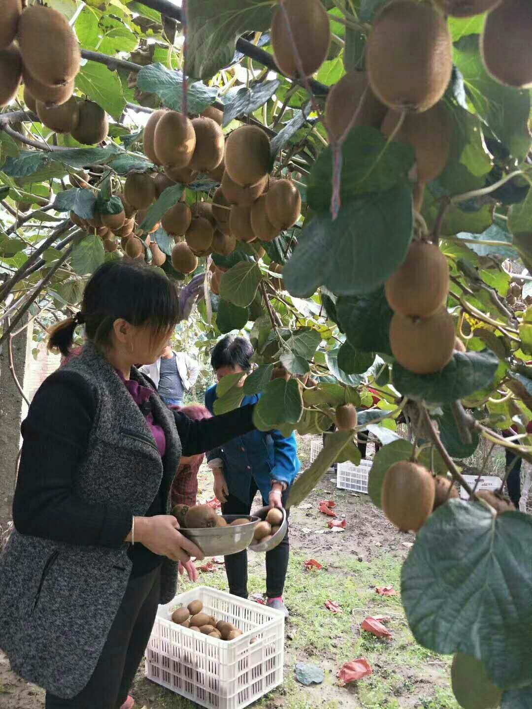  泰山一号猕猴桃苗