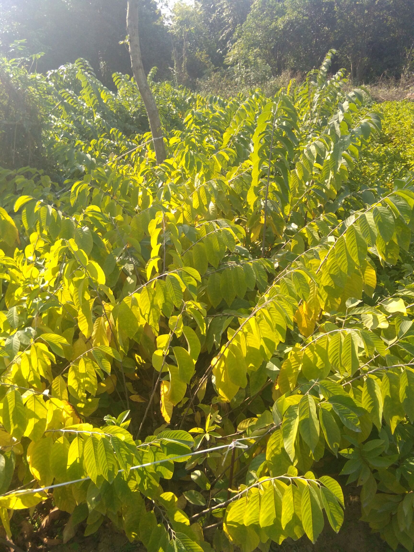 释迦果苗 嫁接苗