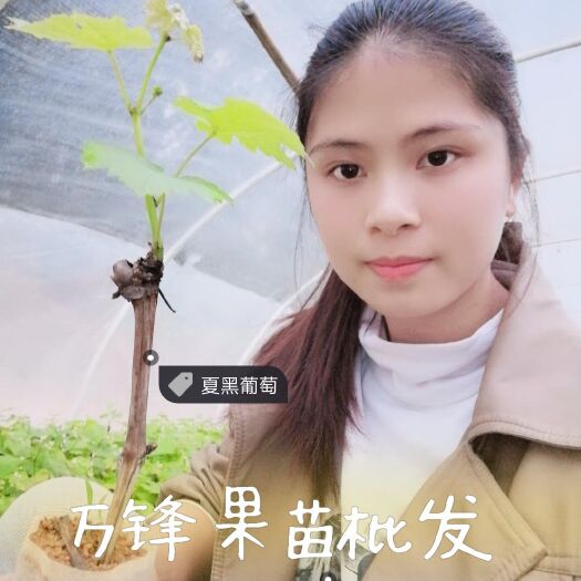 灵山县夏黑葡萄苗 