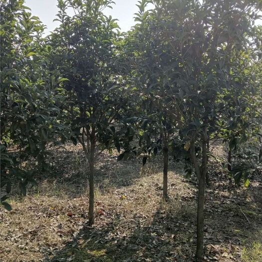 咸宁咸宁咸安区优质桂花树苗供应 稳定出货质量保证
