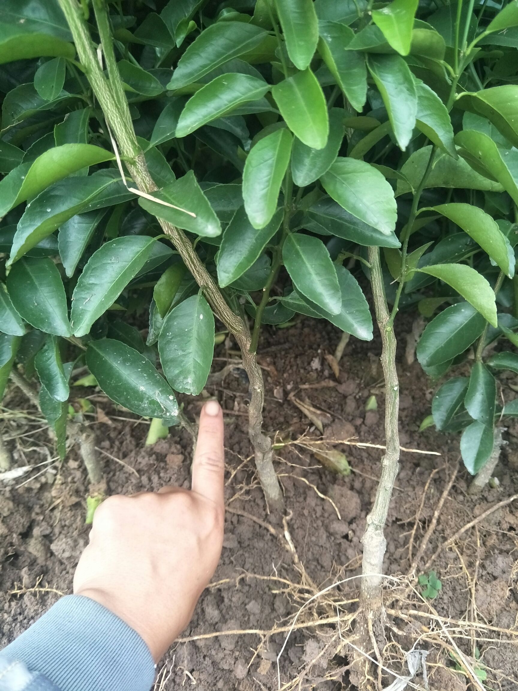 砂糖橘苗 嫁接苗 0.5~1米 