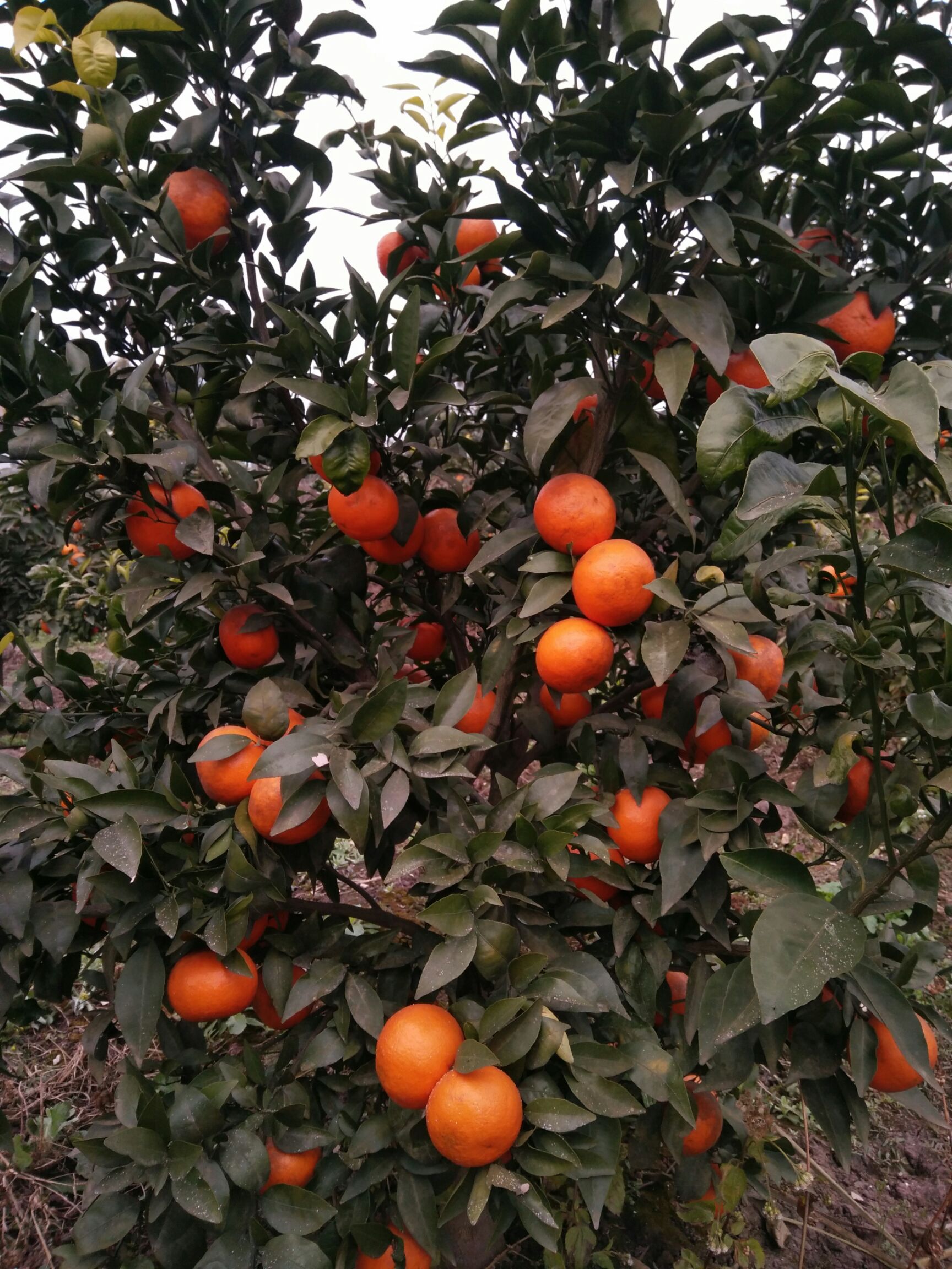 沃柑 5 - 5.5cm 2 - 3两 