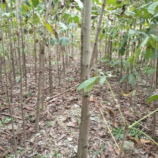 保康县七叶树