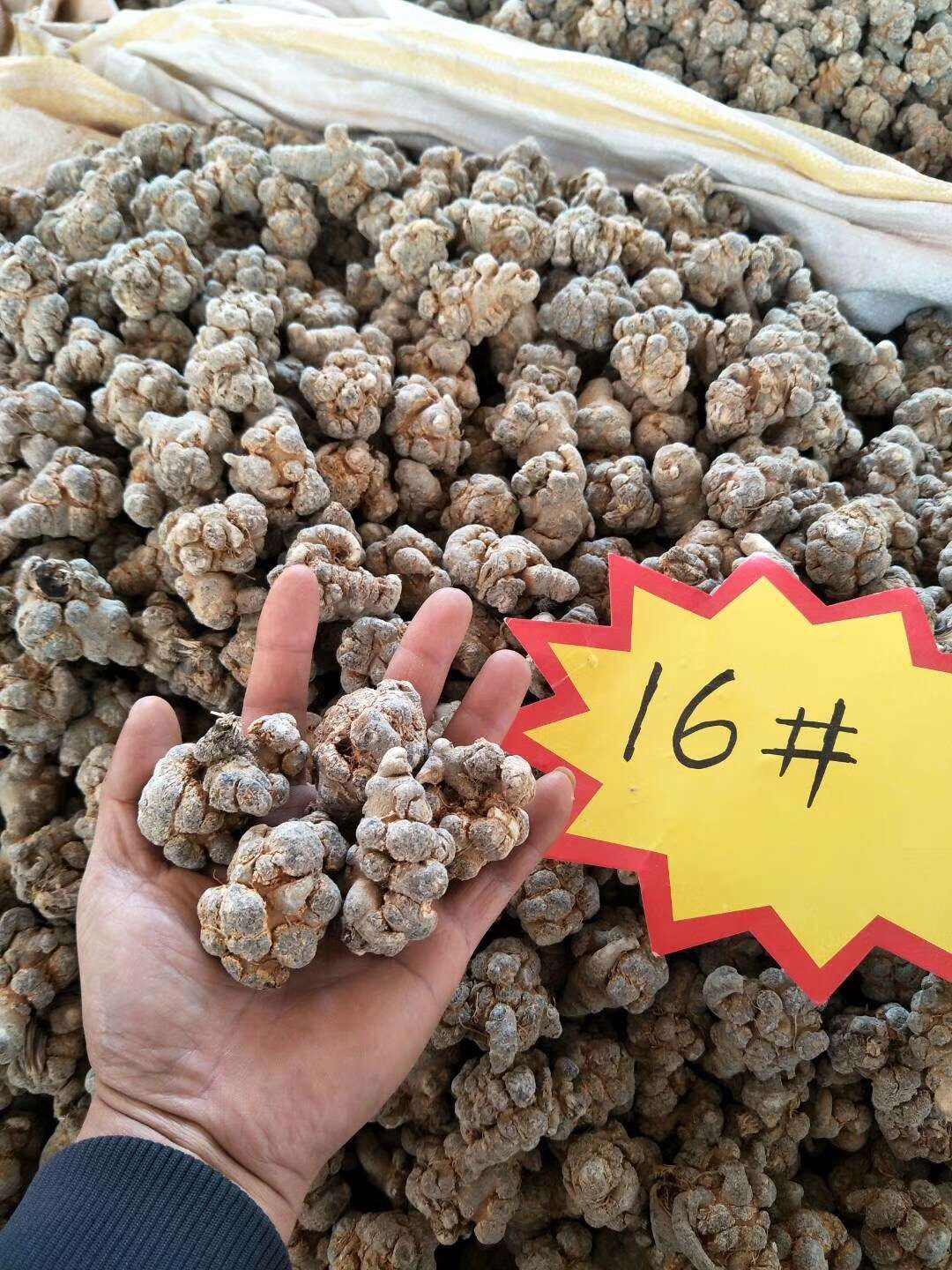 文三七 