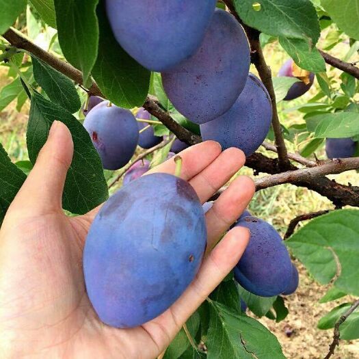 泰安西梅苗 
