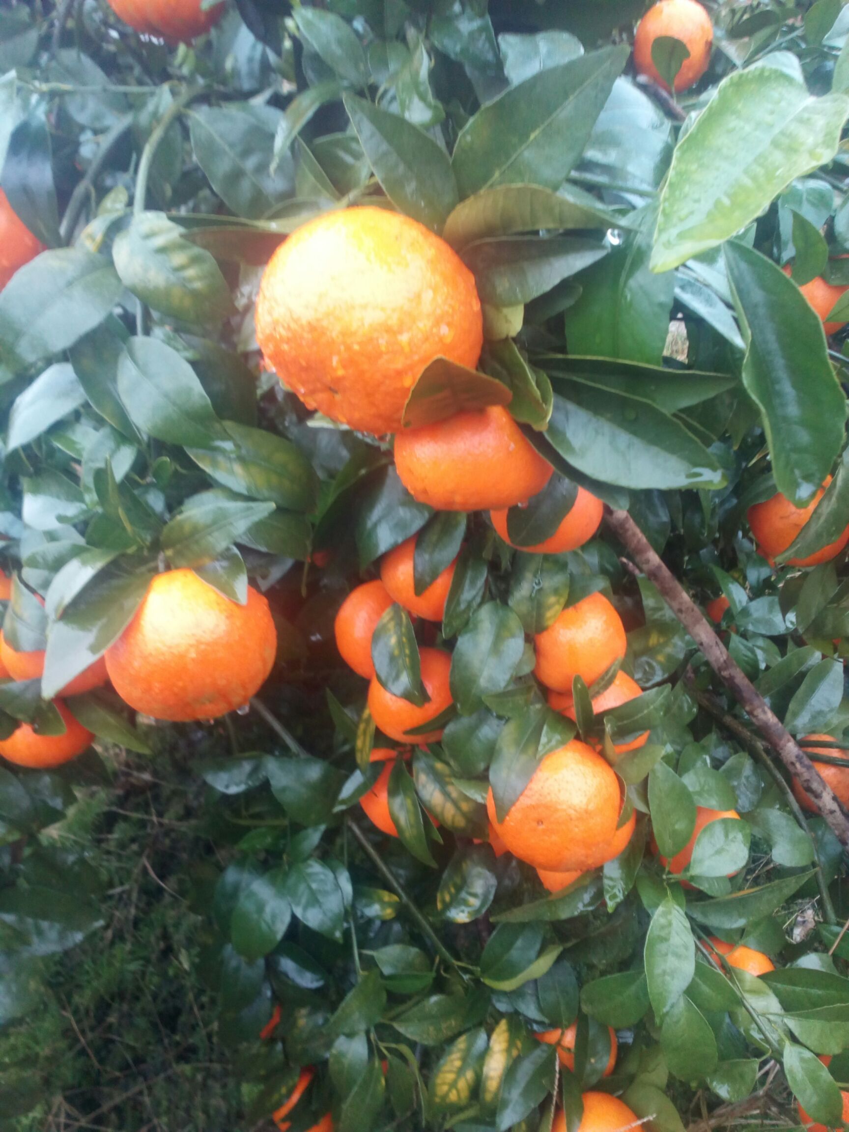 沃柑 1.5 - 2两 统货