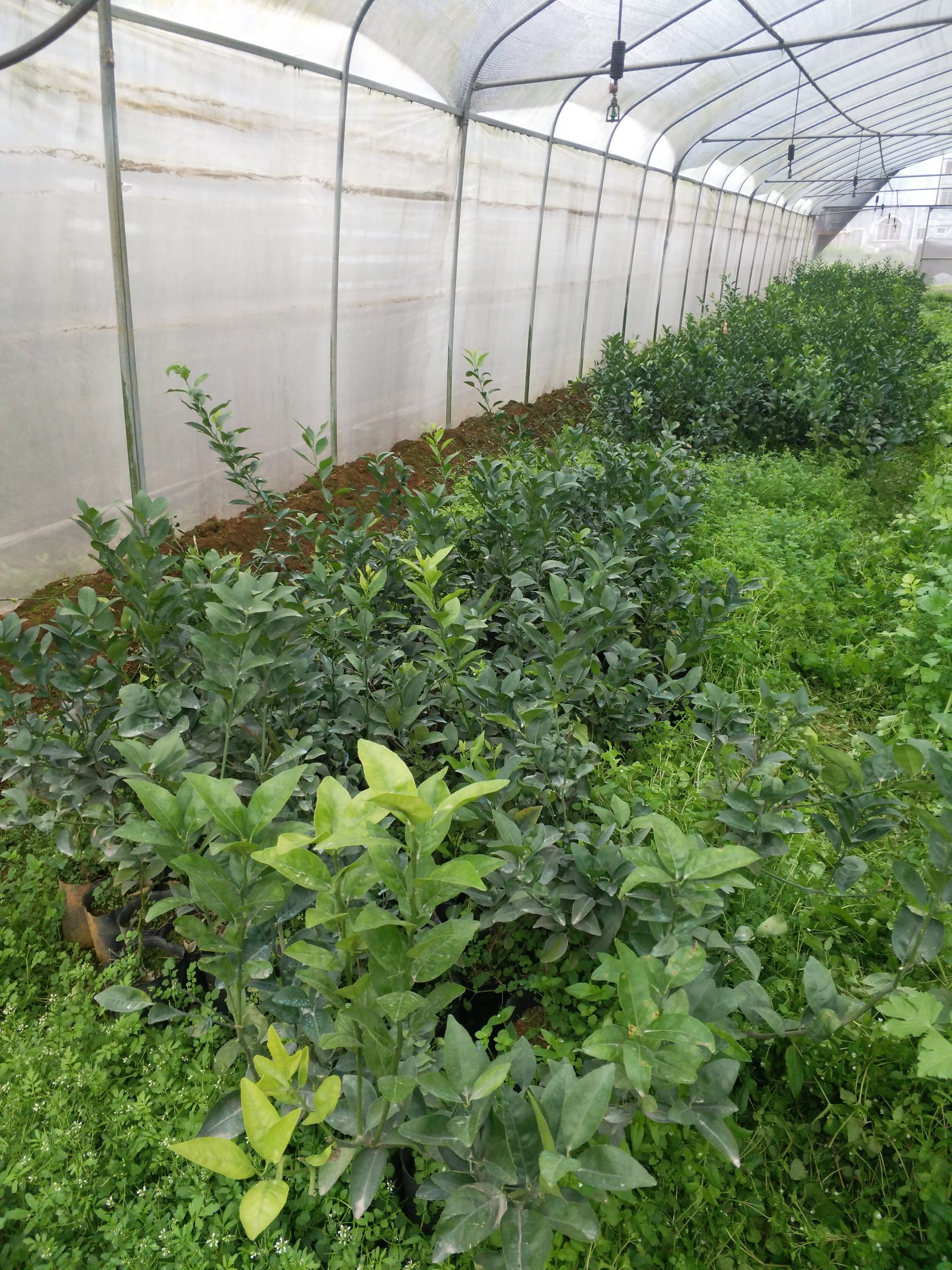 茂谷柑苗 嫁接苗 0.2米以下 
