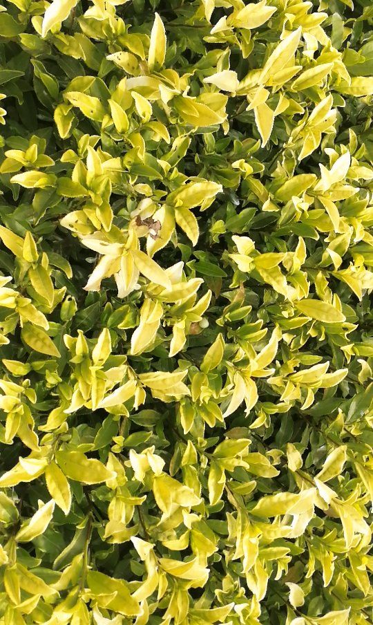 黄金芽茶苗  黄金芽茶树苗冬插黄茶黄金叶福建苗场 基地直销