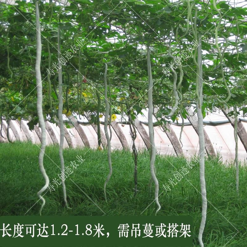 蛇瓜 特长蛇豆种子
