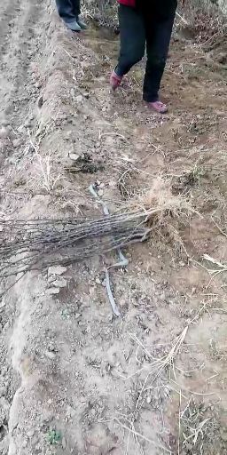 韩城市大红袍花椒苗
