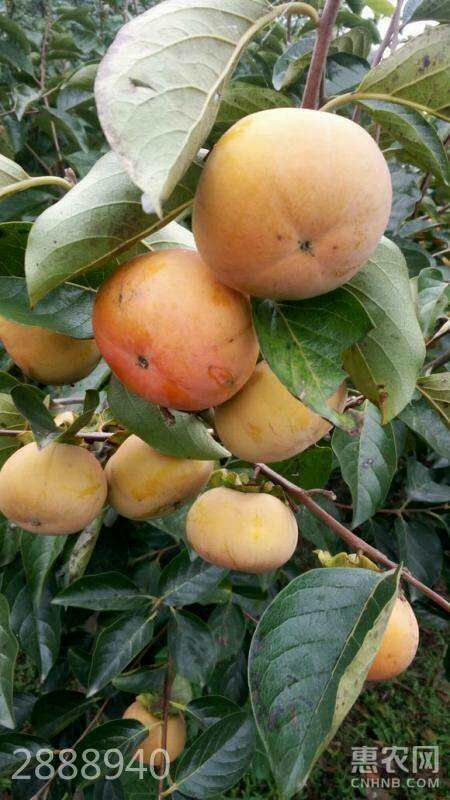 日本次郎甜柿苗 