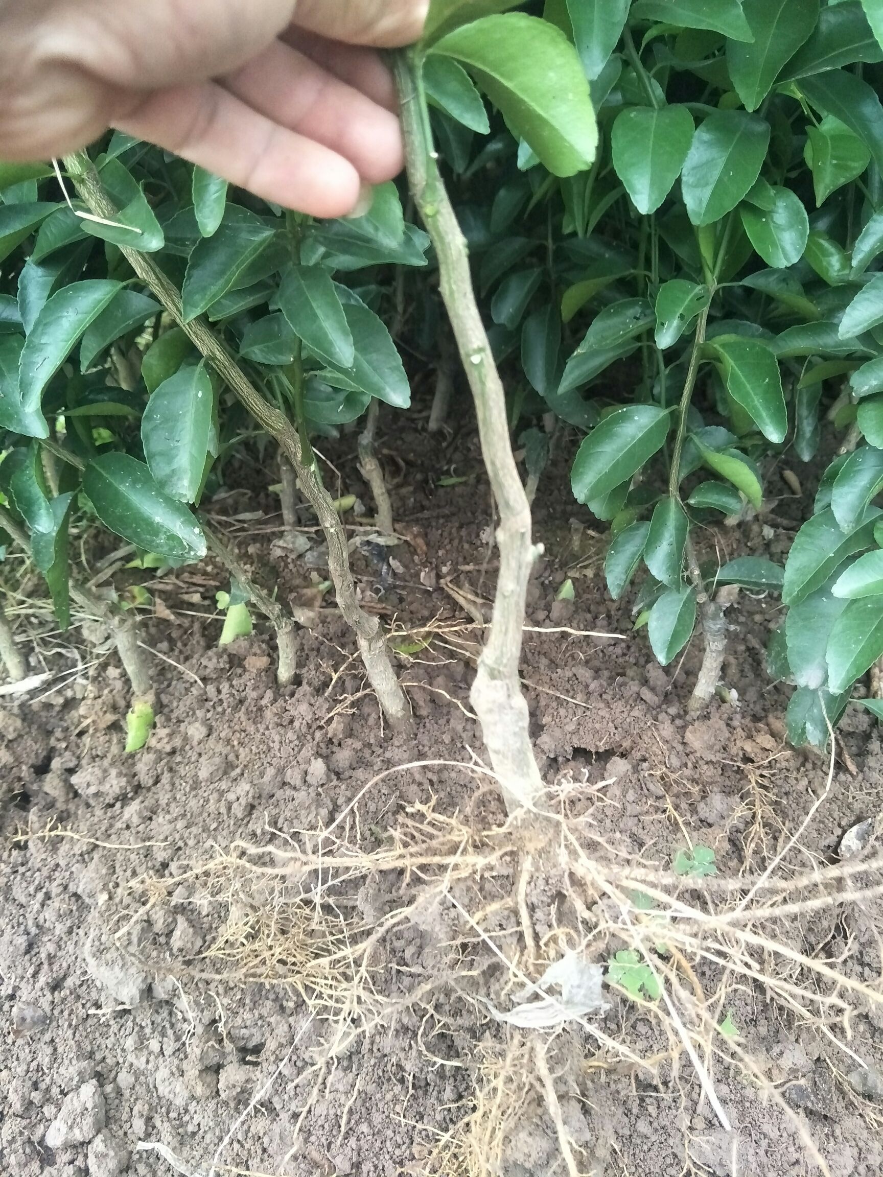 砂糖橘苗 嫁接苗 0.5~1米 