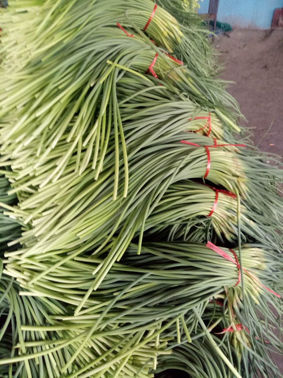 红帽蒜薹  60~70cm 冷库出租、专业储存、产地直销