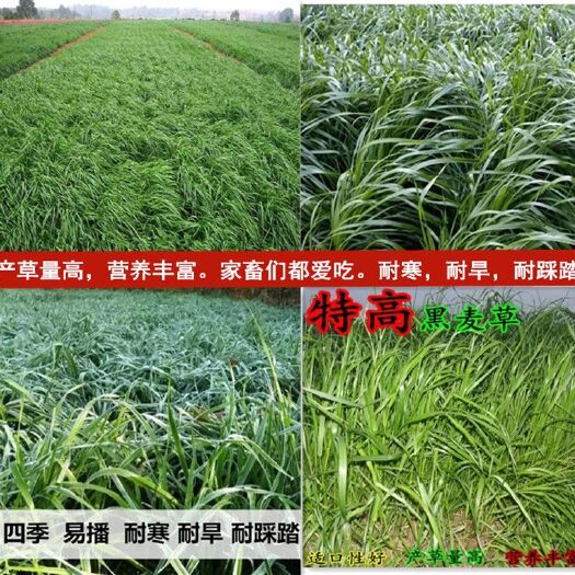 沭阳县黑麦草种子  高产牧草，高蛋白