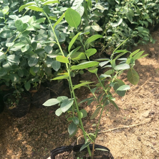 泰安薄雾蓝莓苗  莱克西 蓝莓苗