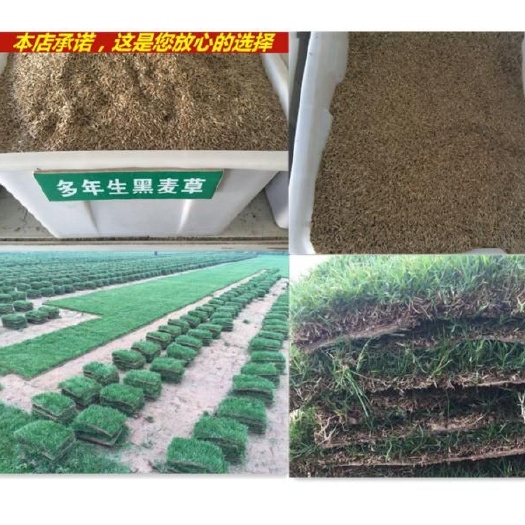 沭阳县黑麦草种子  多年生。