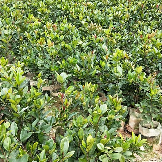 灵山县美早苗 樱桃树苗品种多价格优惠