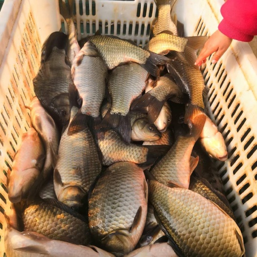 湘云鲫 图片