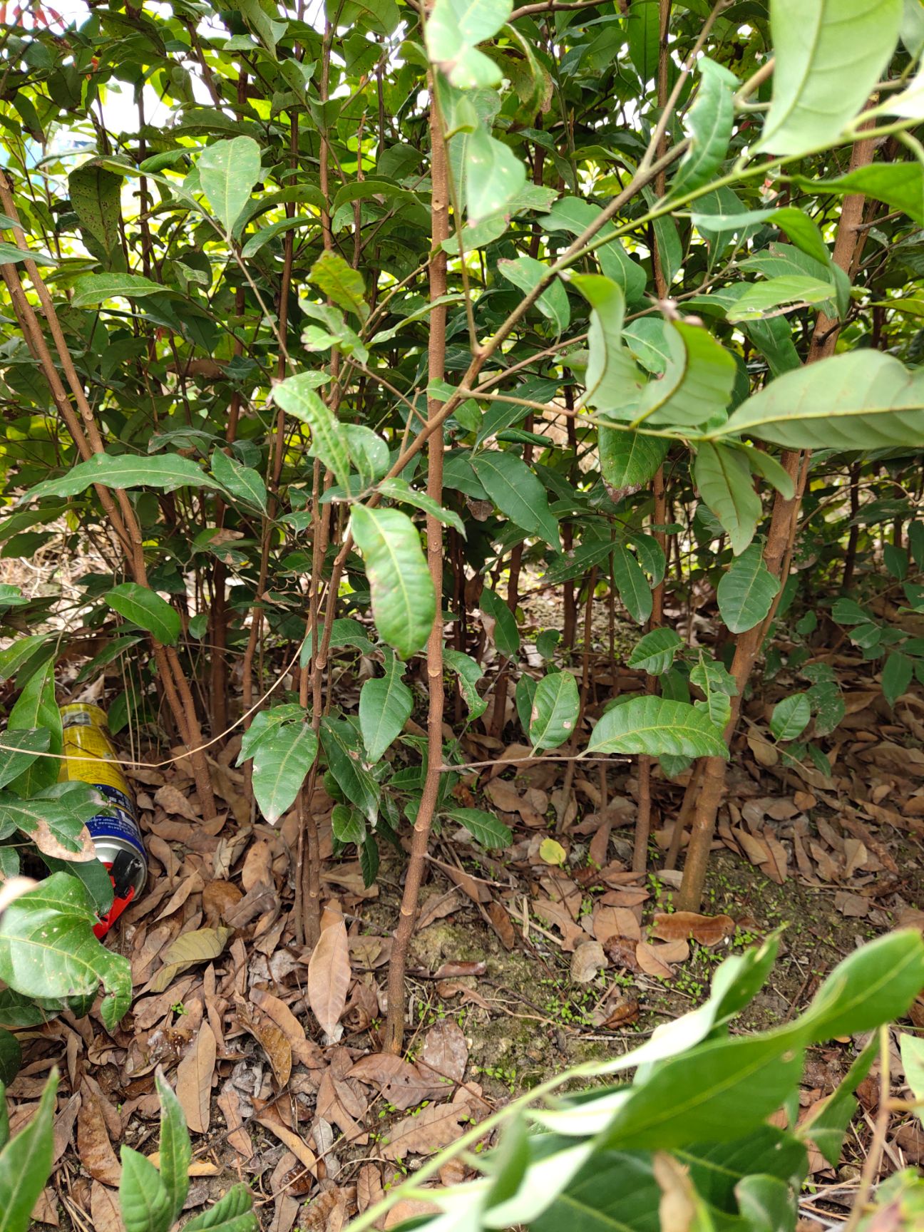 龙眼种子苗广西玉林占地苗嫁接枮木根须旺叶片青绿