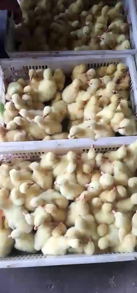 嘉祥县四季鹅苗 
