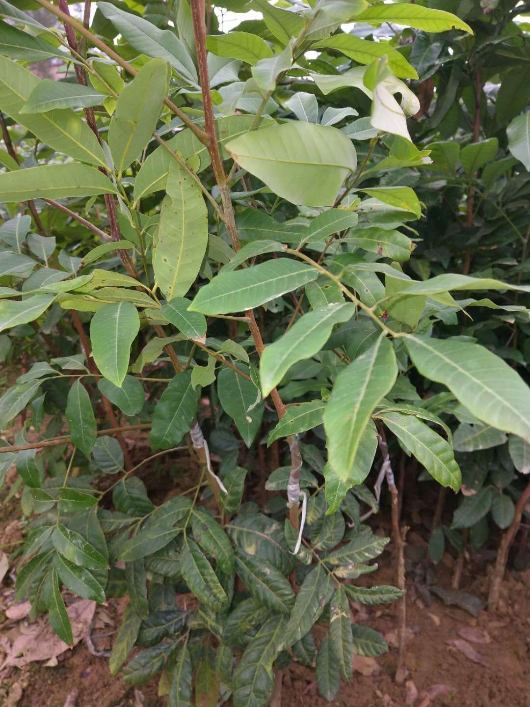  石硖龙眼苗储良龙眼苗桂圆苗四季龙眼苗