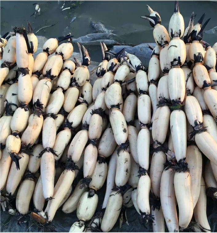 太空莲36号藕种  粉藕藕鄂莲6号食用莲藕种苗  池塘种