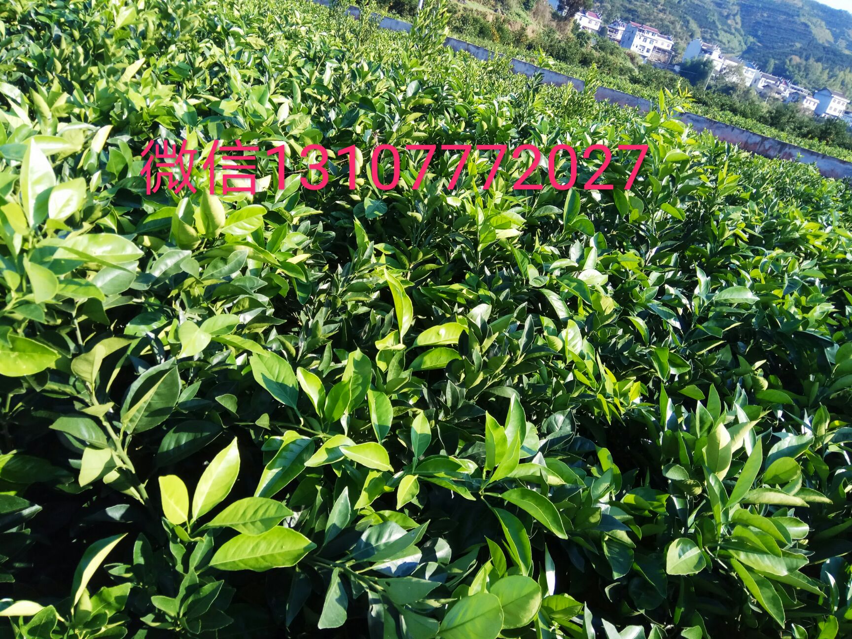 纽荷尔脐橙苗 30-80公分品种纯正  健康粗壮