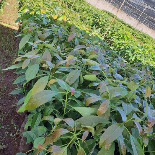 灵山县牛油果苗  0.5~1米 嫁接苗