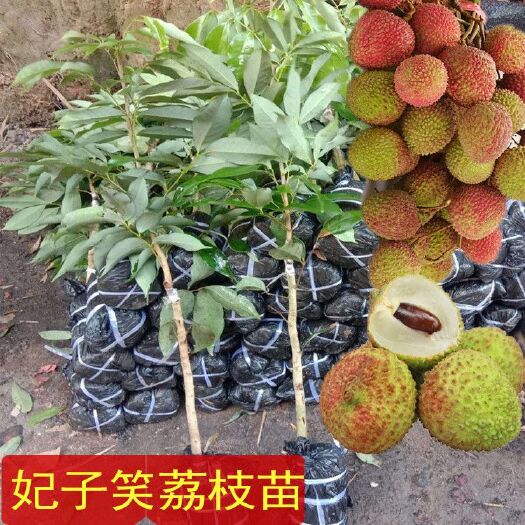 灵山县妃子笑荔枝苗 嫁接苗，结果早产量高，广西发货