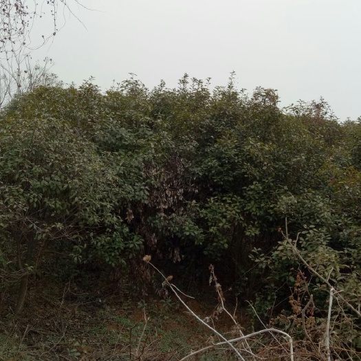 邓州市球花石楠 