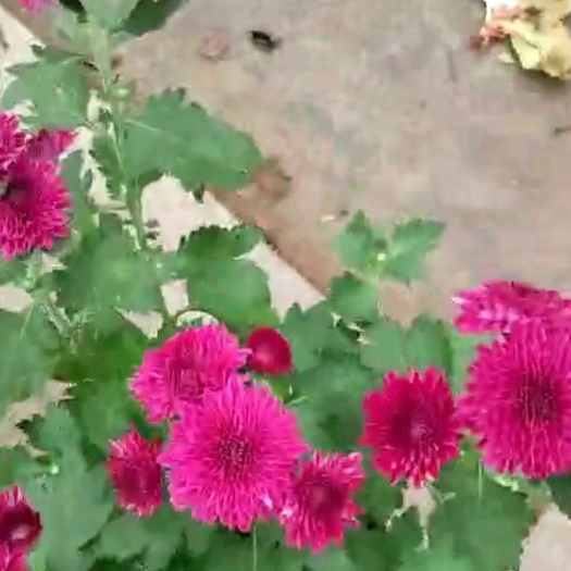 东海县乒乓球菊苗 