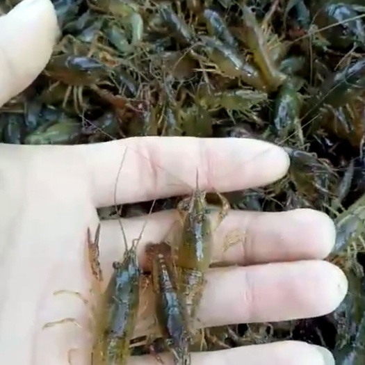 沭阳县小龙虾苗 