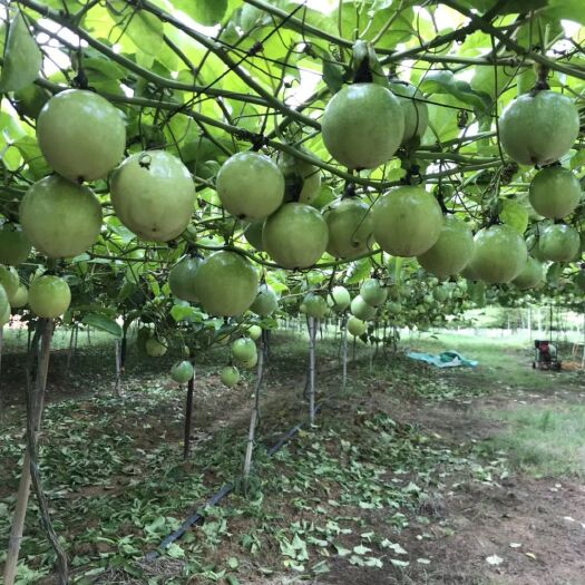 黃金百香果苗 正宗芭樂味大黃金果