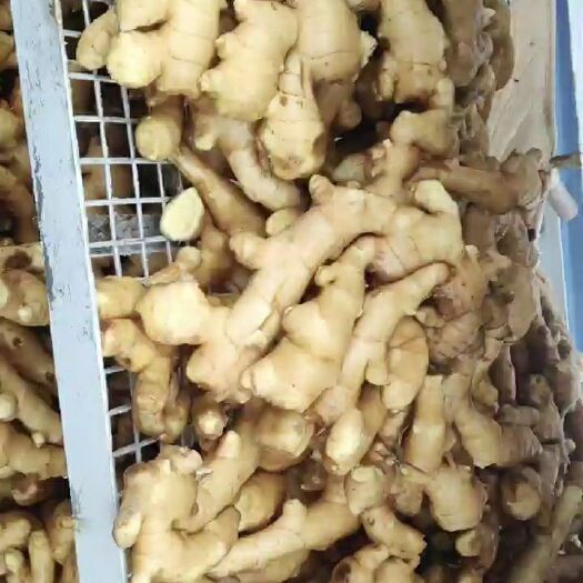 昌邑市面姜 4~6两 水洗 