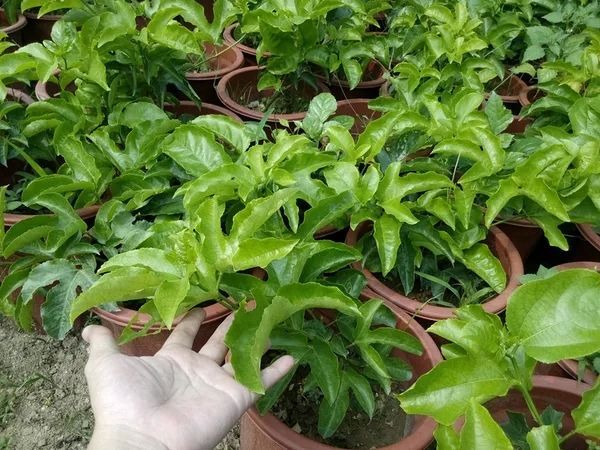 都安县紫香百香果苗 