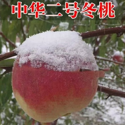 平邑县冬雪蜜桃苗 1~1.5米 