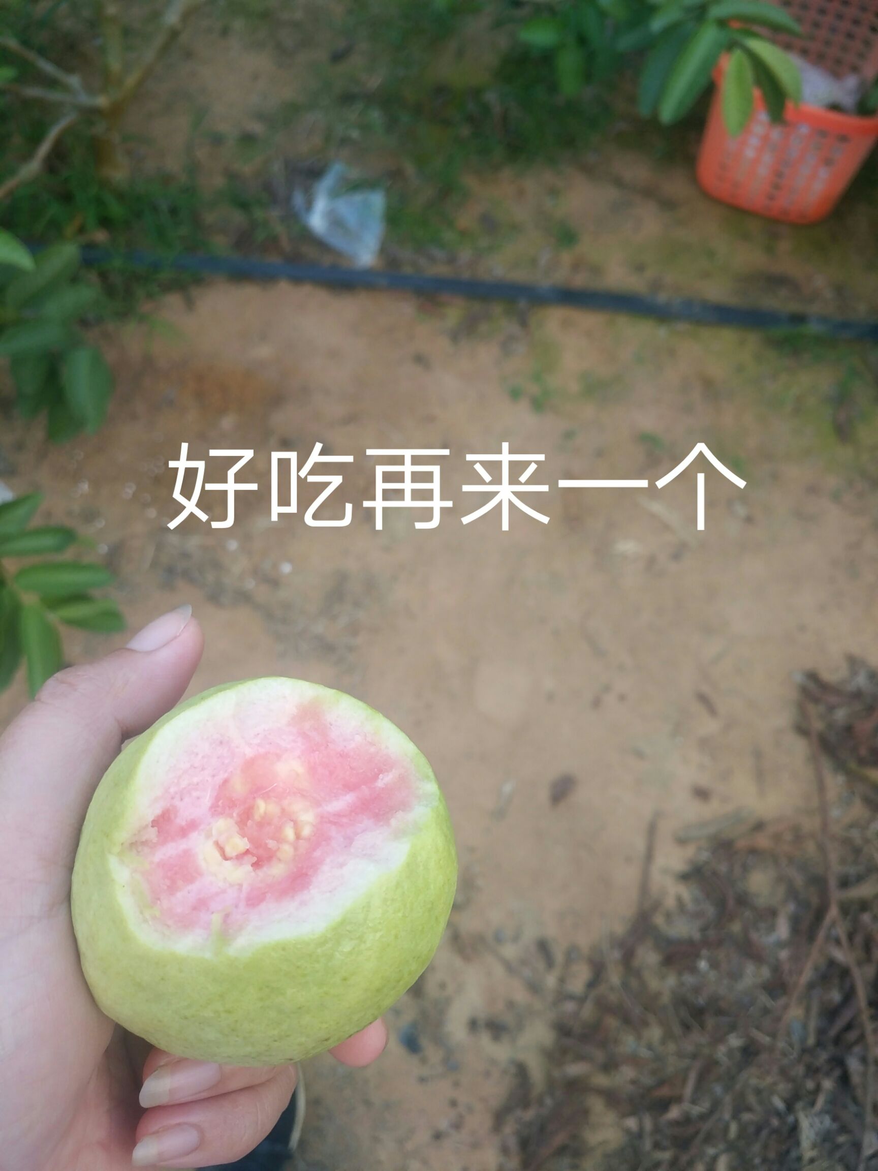 红心芭乐 250-300克 