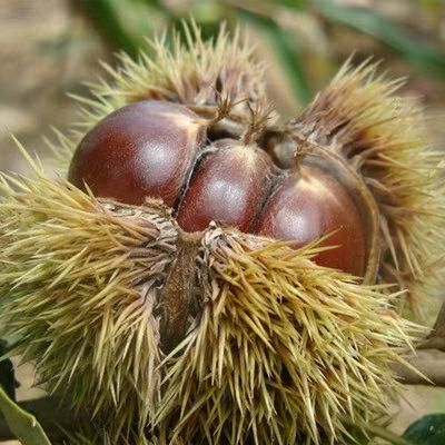 罗田板栗苗 嫁接苗 1~1.5米 