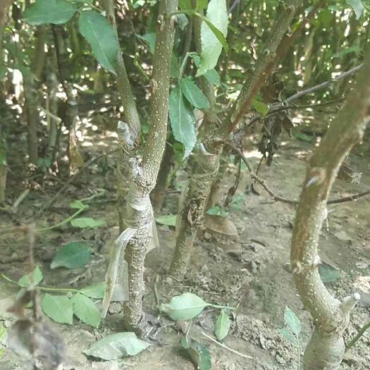 泰安无刺花椒苗 