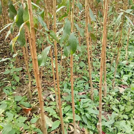镇宁县蜂糖李树苗