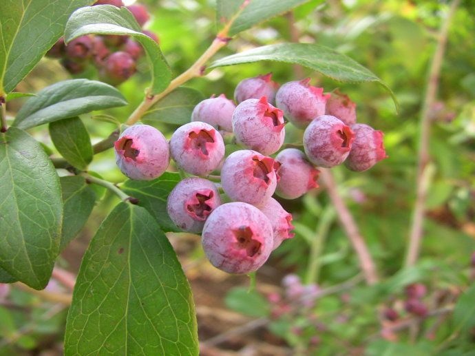 平邑县兔眼蓝莓苗 